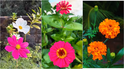 Flowering Plants