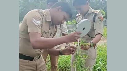 Cannabis Plants Found Growing Wild Near Temple in Thiruvananthapuram