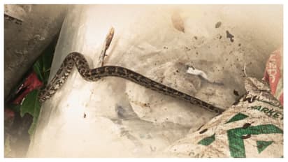 Live python found tied inside waste sack in Kozhikode shocks workers