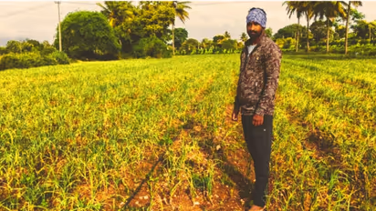 Garlic crop worth lakhs allegedly stolen from Chamarajanagar farm