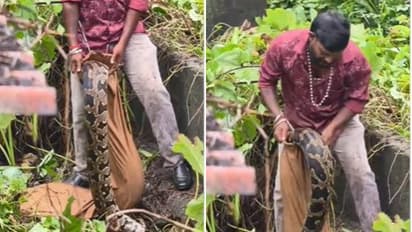 Massive 50 Kg Python Captured in Kilimanoor After Biting Rescuer
