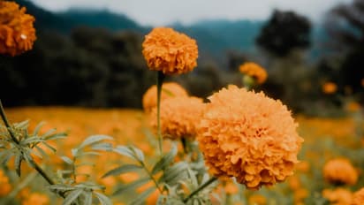 marigold flower farming