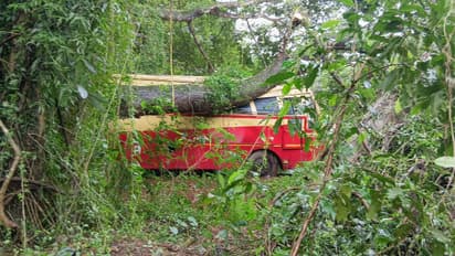 Massive Tree Falls on KSRTC Bus at Cherthala Depot Amid Heavy Rains