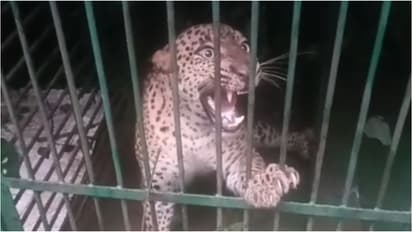 Pathanapuram Leopard That Caused Panic For Months Finally Caged