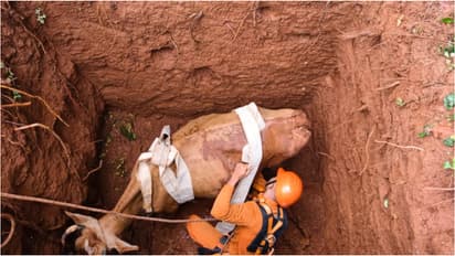 Pregnant Cow Rescued from Deep Pit in Malappuram by Fire Force
