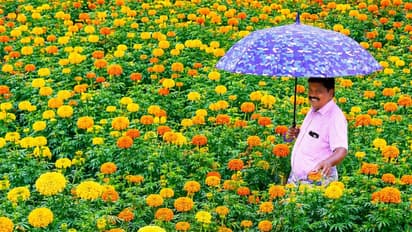Kerala's Largest Onam Flower Farm in Kanjikuzhi Ready for Harvest