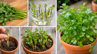 coriander from stems