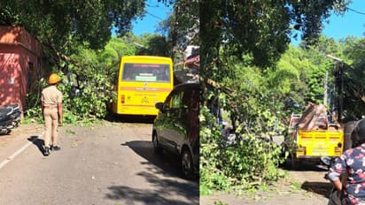 Banyan Tree Branch Falls on Car in Thiruvananthapuram