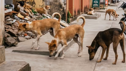 stray dog attack thiruvananthapuram-vengad stray dog attack five year old girl and 49 year old man bitten
