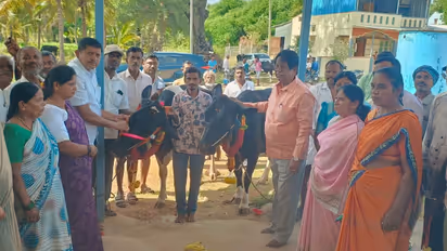 Free insurance cover announced for 25,000 cattle in Turuvekere
