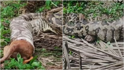Giant Python Swallows Stray Dog In Kozhikode Ulliyeri