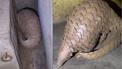 Rare pangolin rescued from a cowshed in Tumakuru district