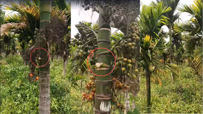 Arecanut crop stolen from 1,100 trees in Davanagere's Jagalur