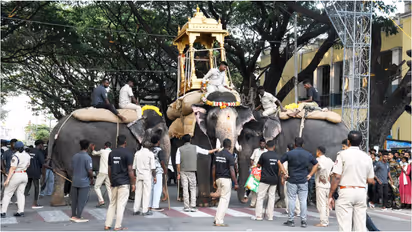 Mysuru Dasara elephant Mahendra during wooden howdah rehearsal
