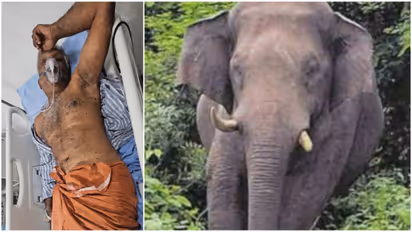 Kollam Man Survives Wild Elephant Attack By Hiding In Bushes
