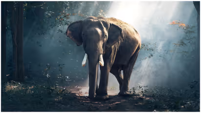 Kerala Government Increases Compensation For Wildlife Attack Victims