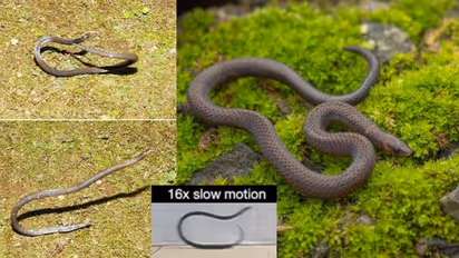 Dwarf Reed Snake