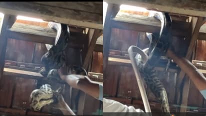 python at perumbavoor rescue