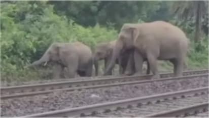 elephants herd hit by train