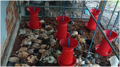 chicken killed by stray dogs