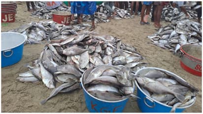 marappan klathi fish