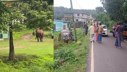 wild elephant attack