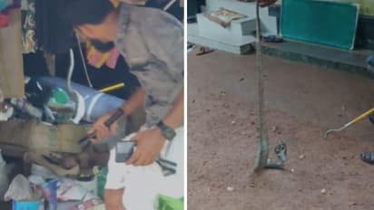 cobra caught from house in Palakkad