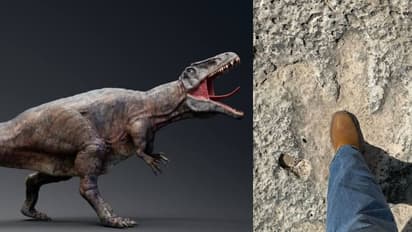 dinosur footprints after flood