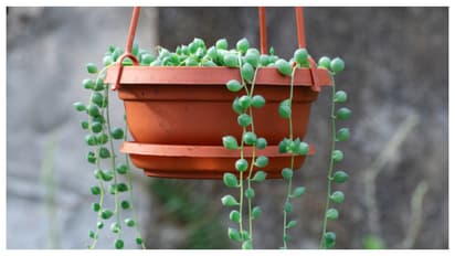 String of Pearls