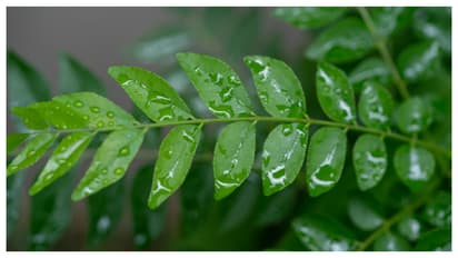 Curry leaves