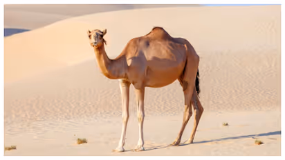 Camel