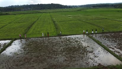 paddy field