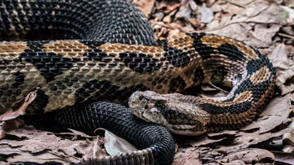 Timber rattlesnake