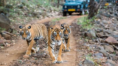 Ranthambore National Park