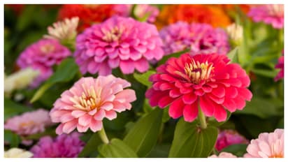 Zinnia