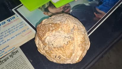 60 million-year old dinosaur eggs on display in Jalpaiguri