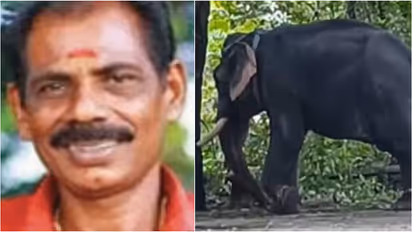 Harippad elephant