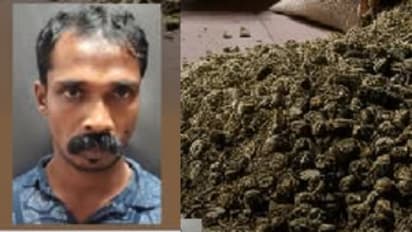 migrant worker arrested with ganja