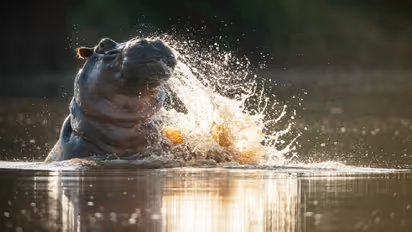 hippo
