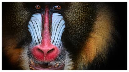 male-mandrill