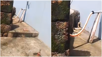 rare white cobra caught from home