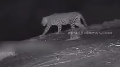 Leopard spotted in same route 