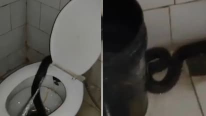 cobra in toilet closet of hostel
