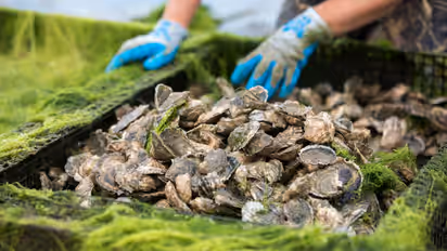 Oyster Farming