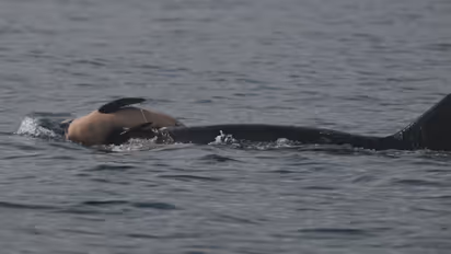 dead baby orca