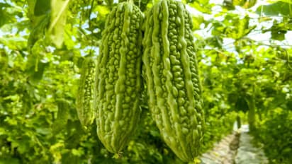bitter melon