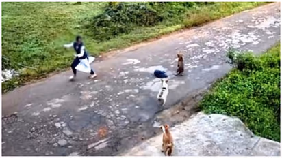 Stray Dogs Chase Student