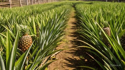 pineapple plantation