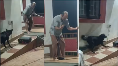 stray dog attack in kannur