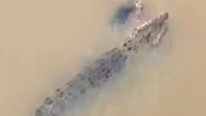  crocodile attack in Odisha